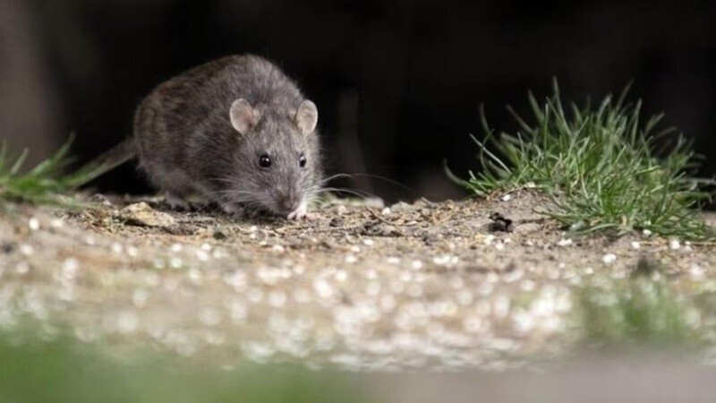 Qu&eacute; se debe tener en cuenta para prevenir casos de hantavirus.