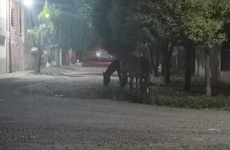 Imagen de Caballos sueltos y falta de respuesta de Protecci&oacute;n Civill: Llamaron al 103 pero �no apareci&oacute; nadie�
