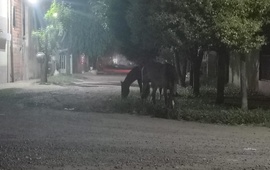 Imagen de Caballos sueltos y falta de respuesta de Protecci&oacute;n Civill: Llamaron al 103 pero �no apareci&oacute; nadie�