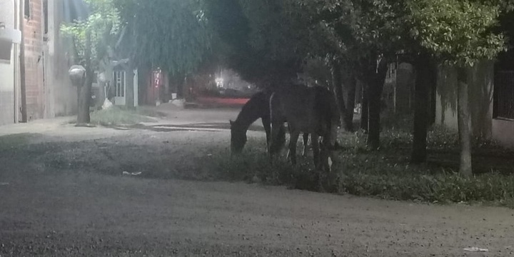 Imagen de Caballos sueltos y falta de respuesta de Protecci&oacute;n Civill: Llamaron al 103 pero �no apareci&oacute; nadie�