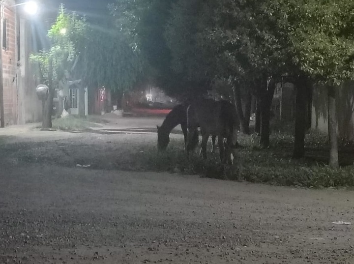 Imagen de Caballos sueltos y falta de respuesta de Protecci&oacute;n Civill: Llamaron al 103 pero �no apareci&oacute; nadie�