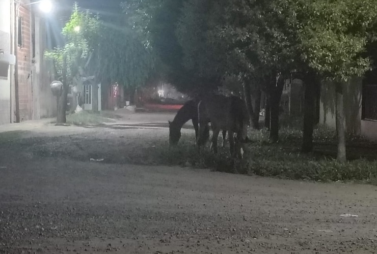 Imagen de Caballos sueltos y falta de respuesta de Protecci&oacute;n Civill: Llamaron al 103 pero �no apareci&oacute; nadie�