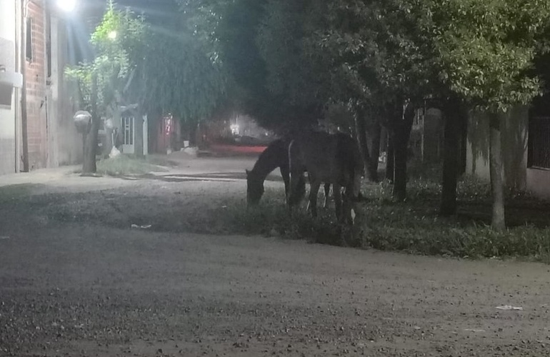 Imagen de Caballos sueltos y falta de respuesta de Protecci&oacute;n Civill: Llamaron al 103 pero �no apareci&oacute; nadie�