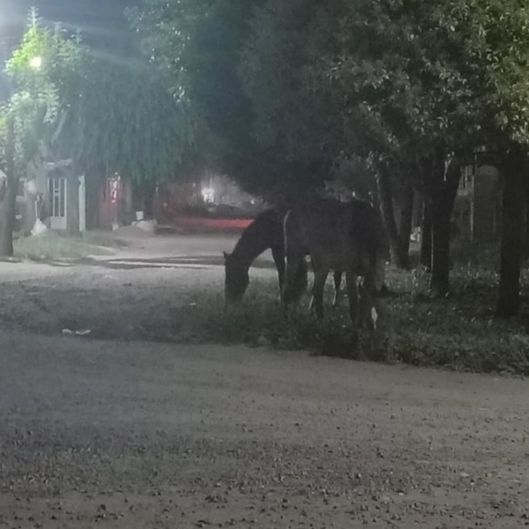 Imagen de Caballos sueltos y falta de respuesta de Protecci&oacute;n Civill: Llamaron al 103 pero �no apareci&oacute; nadie�