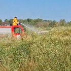 Imagen de Incendio en la costa de General Lagos: operativo conjunto logr&oacute; controlar el fuego en la zona de Bio Lagos