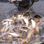 Imagen de Argentina exporta por primera vez dorado y surub&iacute; a Brasil