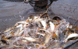 Imagen de Argentina exporta por primera vez dorado y surub&iacute; a Brasil