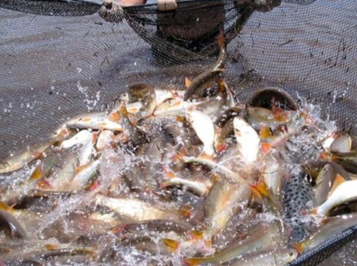 Imagen de Argentina exporta por primera vez dorado y surub&iacute; a Brasil