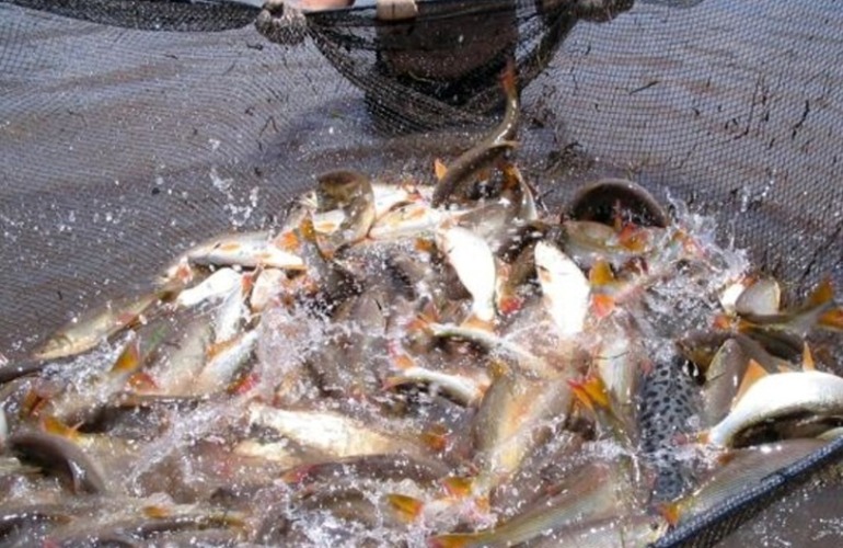 Imagen de Argentina exporta por primera vez dorado y surub&iacute; a Brasil