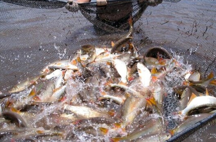 Imagen de Argentina exporta por primera vez dorado y surub&iacute; a Brasil