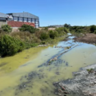 Las aguas del Arroyo seco completamente verdes.
