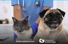 Imagen de Castraciones y vacunas de mascotas en General Lagos