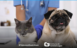 Imagen de Castraciones y vacunas de mascotas en General Lagos