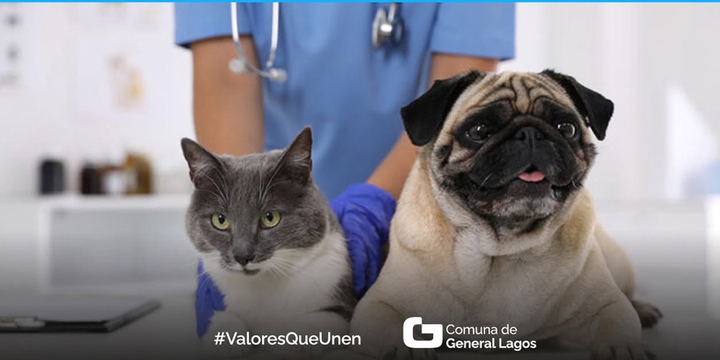 Imagen de Castraciones y vacunas de mascotas en General Lagos