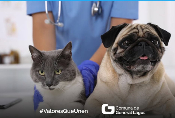Imagen de Castraciones y vacunas de mascotas en General Lagos