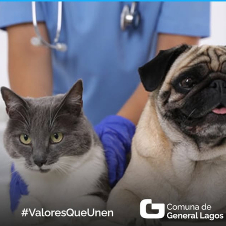 Imagen de Castraciones y vacunas de mascotas en General Lagos
