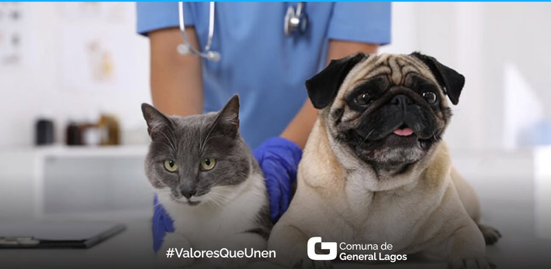 Imagen de Castraciones y vacunas de mascotas en General Lagos