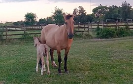 Imagen de Robaron caballos de una fundaci&oacute;n dedicada a terapias para ni&ntilde;os con discapacidad