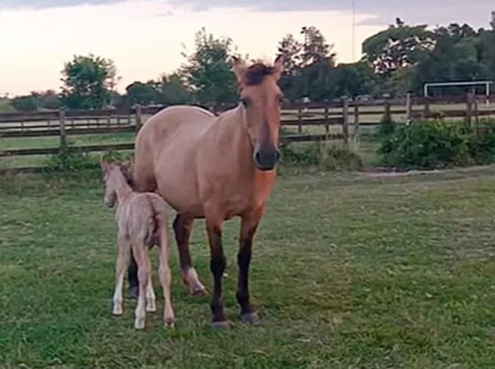 Imagen de Robaron caballos de una fundaci&oacute;n dedicada a terapias para ni&ntilde;os con discapacidad