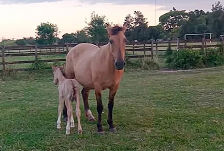 Imagen de Robaron caballos de una fundaci&oacute;n dedicada a terapias para ni&ntilde;os con discapacidad