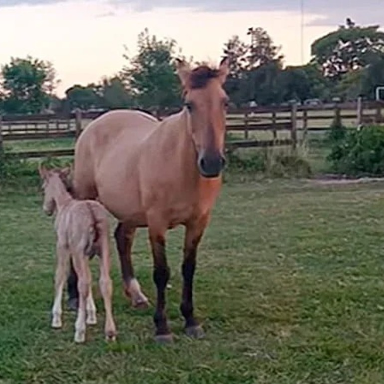 Imagen de Robaron caballos de una fundaci&oacute;n dedicada a terapias para ni&ntilde;os con discapacidad