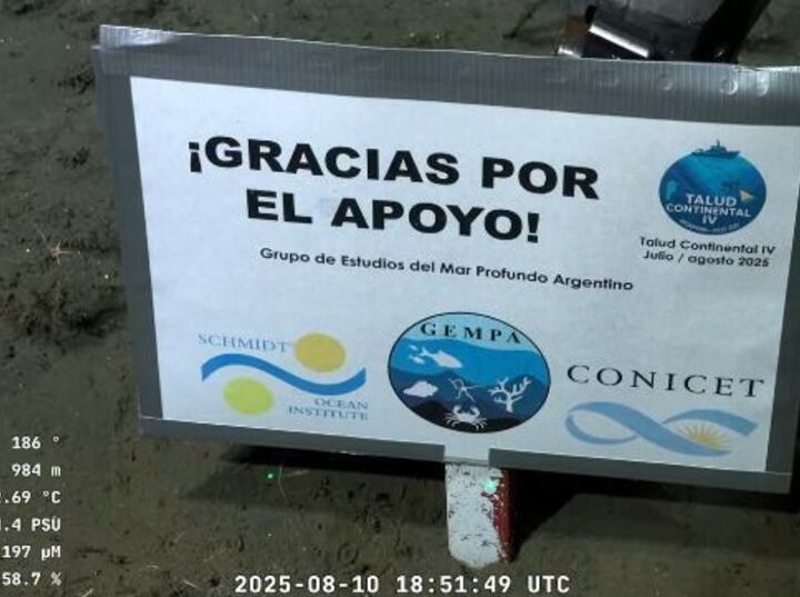 Imagen de Ciencia en vivo: El CONICET lanza un streaming las 24 horas para espiar la intimidad de los ping&uuml;inos en la Patagonia