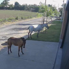 Imagen de Caballos sueltos en barrio Acevedo y uno de los equinos rompi&oacute; un auto