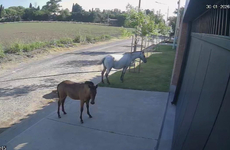 Imagen de Caballos sueltos en barrio Acevedo y uno de los equinos rompi&oacute; un auto