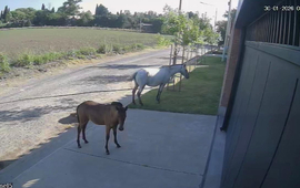 Imagen de Caballos sueltos en barrio Acevedo y uno de los equinos rompi&oacute; un auto