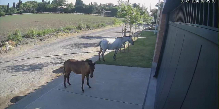 Imagen de Caballos sueltos en barrio Acevedo y uno de los equinos rompi&oacute; un auto