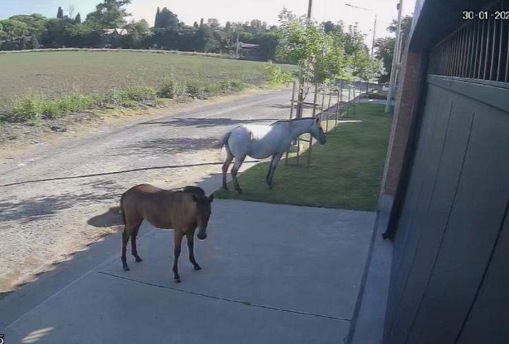 Imagen de Caballos sueltos en barrio Acevedo y uno de los equinos rompi&oacute; un auto
