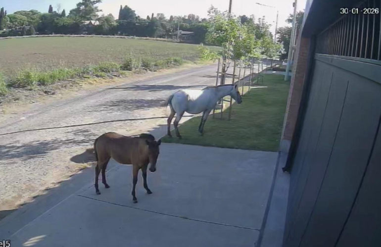 Imagen de Caballos sueltos en barrio Acevedo y uno de los equinos rompi&oacute; un auto