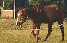 Se pide compartir la informaci&oacute;n y cualquier novedad comunicarla al tel&eacute;fono que aparece en la publicaci&oacute;n.