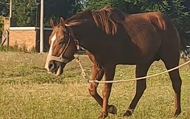 Se pide compartir la informaci&oacute;n y cualquier novedad comunicarla al tel&eacute;fono que aparece en la publicaci&oacute;n.