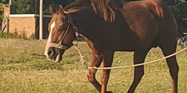 Se pide compartir la informaci&oacute;n y cualquier novedad comunicarla al tel&eacute;fono que aparece en la publicaci&oacute;n.