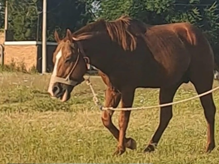 Se pide compartir la informaci&oacute;n y cualquier novedad comunicarla al tel&eacute;fono que aparece en la publicaci&oacute;n.