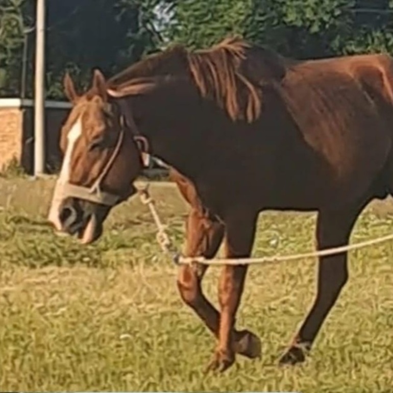 Se pide compartir la informaci&oacute;n y cualquier novedad comunicarla al tel&eacute;fono que aparece en la publicaci&oacute;n.