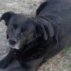 Imagen de Sancionar&aacute;n al propietario del perro que mat&oacute; a "Garrafa"