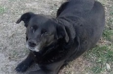 Imagen de Sancionar&aacute;n al propietario del perro que mat&oacute; a "Garrafa"