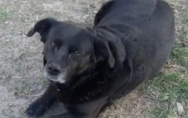 Imagen de Sancionar&aacute;n al propietario del perro que mat&oacute; a "Garrafa"