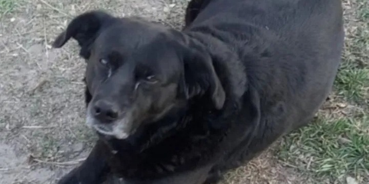 Imagen de Sancionar&aacute;n al propietario del perro que mat&oacute; a "Garrafa"