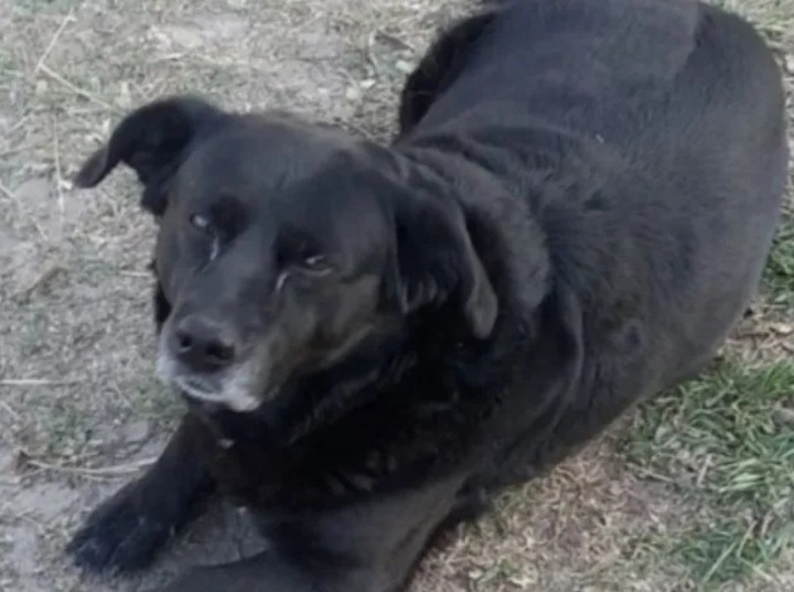 Imagen de Sancionar&aacute;n al propietario del perro que mat&oacute; a "Garrafa"