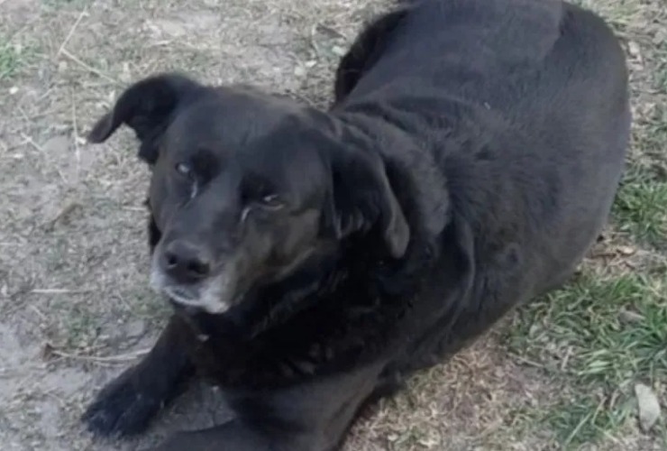 Imagen de Sancionar&aacute;n al propietario del perro que mat&oacute; a "Garrafa"