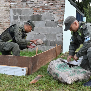 Imagen de Tr&aacute;fico de fauna en la Ruta 34: rescatan 150 tortugas y 100 loros ocultos en un cami&oacute;n