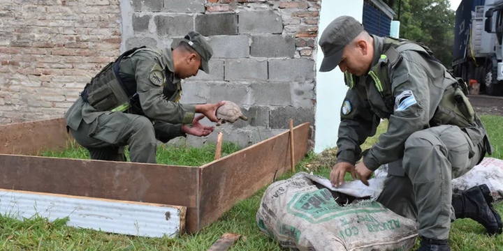 Imagen de Tr&aacute;fico de fauna en la Ruta 34: rescatan 150 tortugas y 100 loros ocultos en un cami&oacute;n