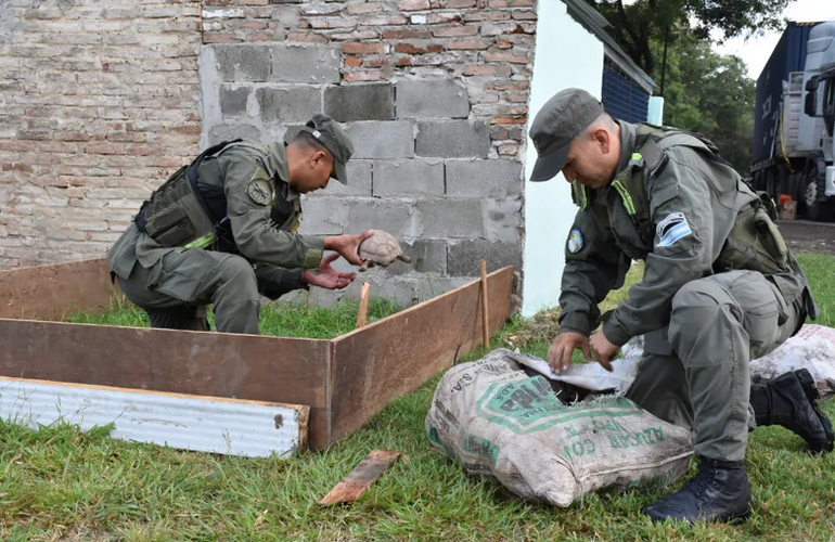Imagen de Tr&aacute;fico de fauna en la Ruta 34: rescatan 150 tortugas y 100 loros ocultos en un cami&oacute;n