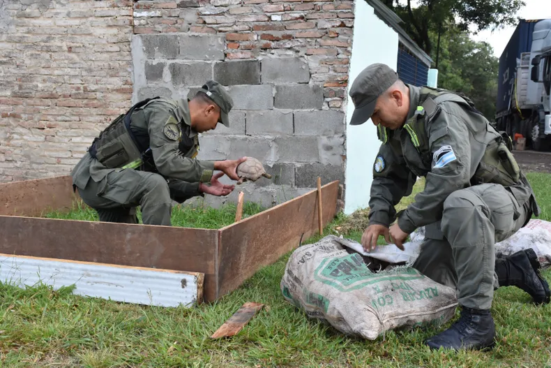 Imagen de Tr&aacute;fico de fauna en la Ruta 34: rescatan 150 tortugas y 100 loros ocultos en un cami&oacute;n