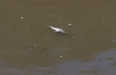 Imagen de Analizar&aacute;n muestras del Carcara&ntilde;&aacute; para determinar si la aparici&oacute;n de peces muertos se debe a la contaminaci&oacute;n del r&iacute;o