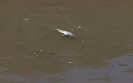 Imagen de Analizar&aacute;n muestras del Carcara&ntilde;&aacute; para determinar si la aparici&oacute;n de peces muertos se debe a la contaminaci&oacute;n del r&iacute;o