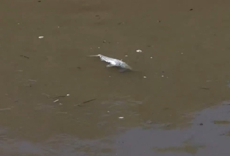 Imagen de Analizar&aacute;n muestras del Carcara&ntilde;&aacute; para determinar si la aparici&oacute;n de peces muertos se debe a la contaminaci&oacute;n del r&iacute;o